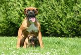 BOXER 520